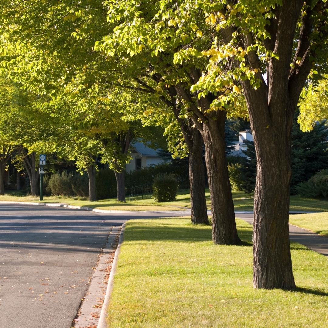 Tree Streets